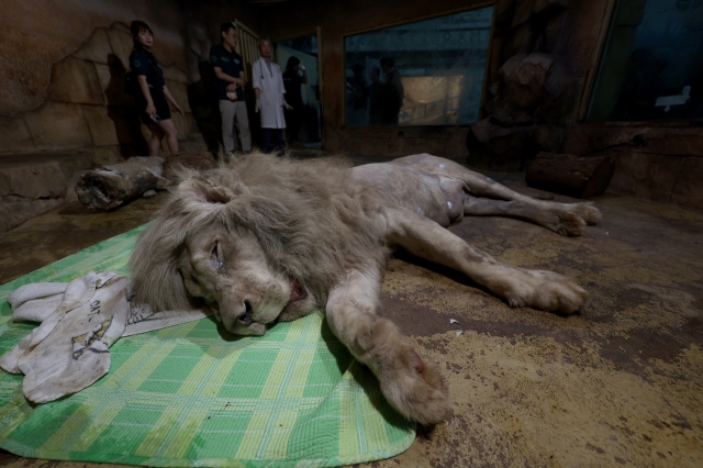 A male lion is anesthetized ahead of its relocation to a new facility. (Yonhap)