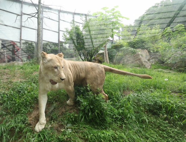 A female lion moves around the outdoor zoo area of Spavalley resort in Daegu on Monday. (Yonhap)