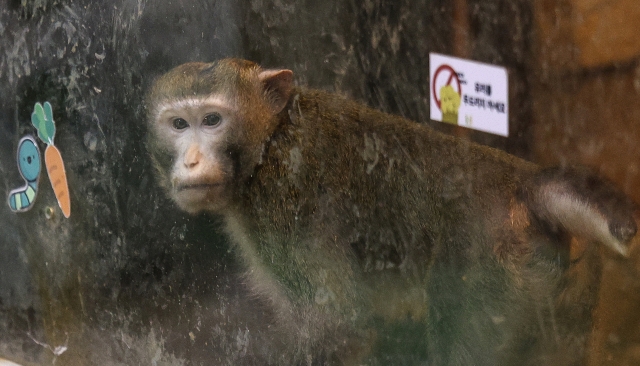 A monkey looks through a glass screen at a closed indoor zoo in Suseong-gu, Daegu, Monday. (Yonhap)