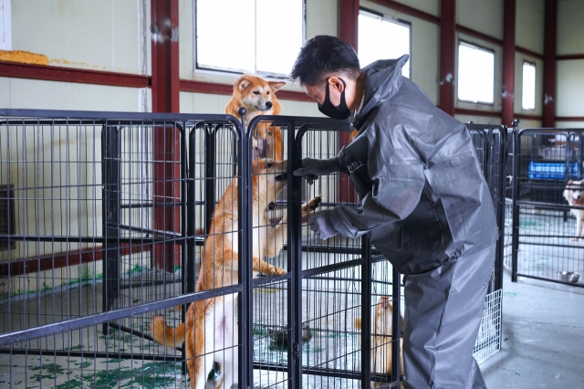 A volunteer at a dog shelter opens a dog kennel in Ilsan, Gyeonggi Province on June 15. (Lee Si-jin/The Korea Herald)