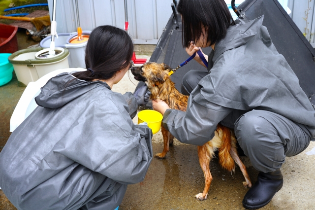 Hamggehagae members wash an abandoned dog at a dog shelter in Ilsan, Gyeonggi Province. (Lee Si-jin/The Korea Herald)