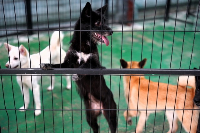 An abandoned dog named Heukimja, meaning black sesame seed in Korean, waits for a new family at a dog shelter in Ilsan, Gyeonggi Province. (Lee Si-jin/The Korea Herald)