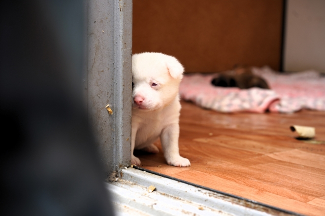 A puppy born at the center leans against a door frame. (Lee Si-jin/The Korea Herald)