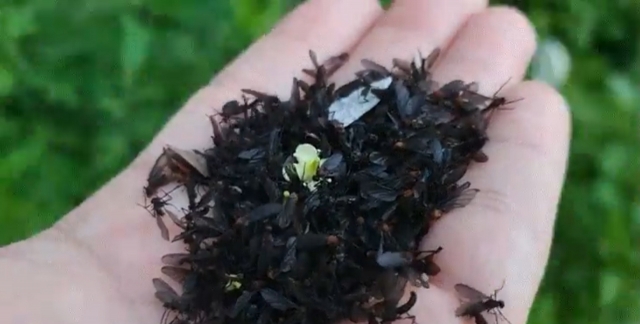 A swarm of lovebugs on an unidentified person's hand (X)