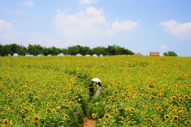 A couple enjoys their day at the sunflower field in Anseong Farmland in Anseong, Gyeonggi Province on Monday. (Lee Si-jin/The Korea Herald)