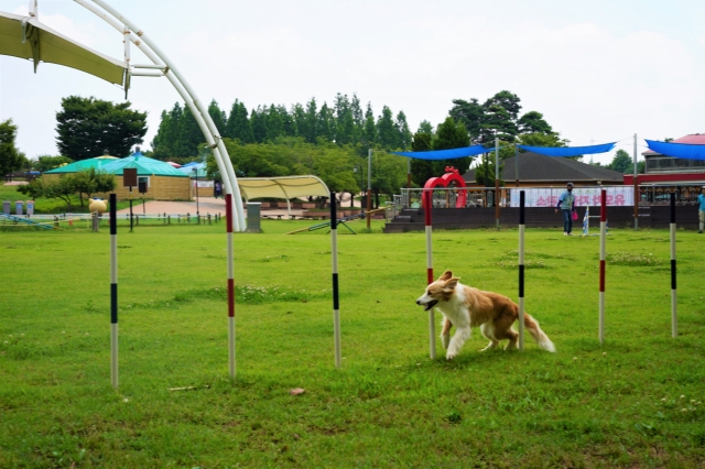 Lover performs an agility show at Anseong Farmland in Anseong, Gyeonggi Province. (Lee Si-jin/The Korea Herald)