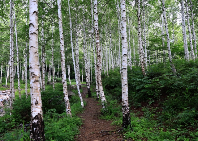 A birch tree forest in Yeongyang (Yeongyang-gun)