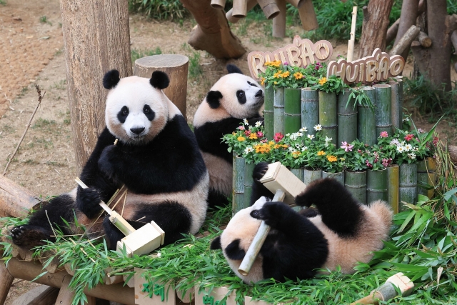 The giant panda family at Everland in Yongin, Gyeonggi Province, is on display on July 7. (Samsung C&T Resort Group)