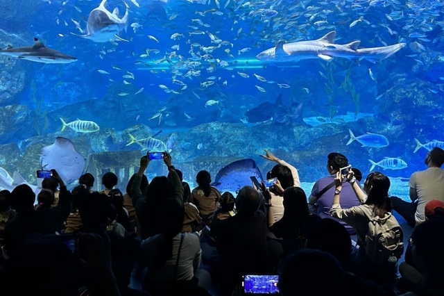 Visitors photograph sea creatures at Coex Aquarium in Gangnam-gu, southern Seoul. (Coex Aquarium)