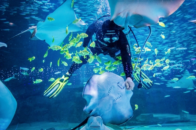 A local aquarist plays with a stingray at Coex Aquarium in Gangnam-gu, southern Seoul. (Coex Aquarium)