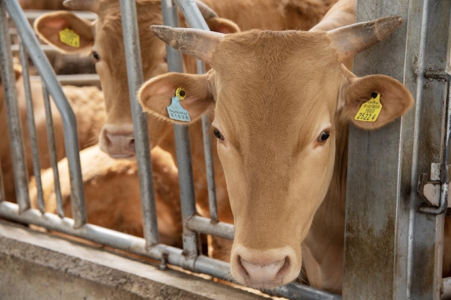 Cows raised through fractional investment via Bankcow platform are housed inside a cattle farm. (Stockeeper)