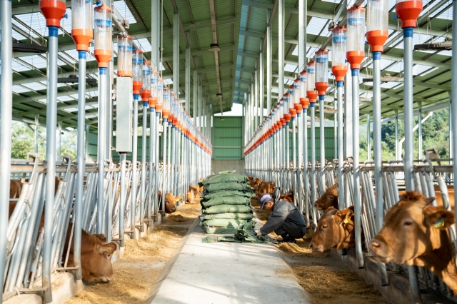 Cows raised through fractional investment via Bankcow platform are housed inside a cattle farm. (Stockeeper)