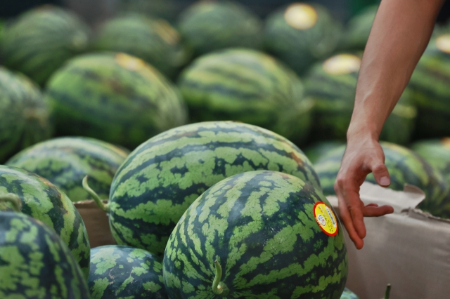 Watermelons are on display at a major discount chain store in Seoul on Sunday. (Yonhap)