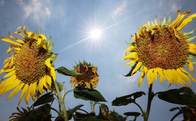 The sun shines strongly on dried-up sunflowers at a farm in Suwon, Gyeonggi Province on Sunday. (Yonhap)