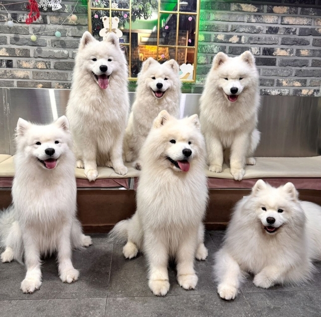 Samoyeds at Winter's Village (Winter's Village official Instagram)