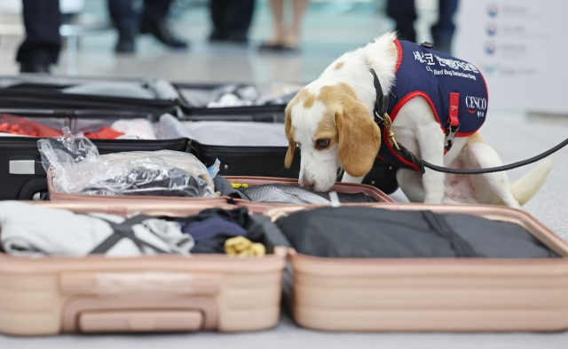 Cesco's bed bug detection dog Ceco demonstrates its abilities at Incheon Airport on Thursday. (Yonhap)