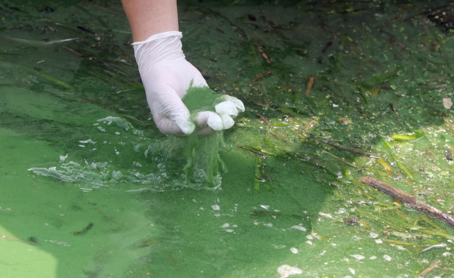 Water is filled with algae in a basin of the Nakdong River in Gimhae, South Gyeongsang Province, Monday. (Yonhap)