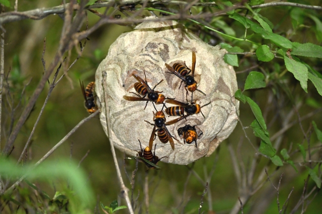 A nest of hornets (123rf)