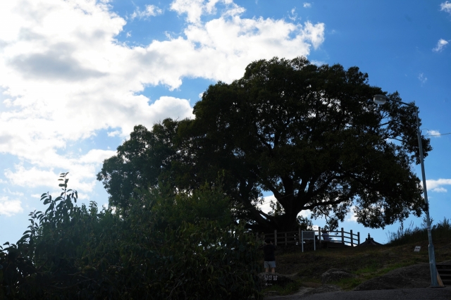 An East Asian hackberry tree in Changwon, South Gyeongsang Province (Lee Si-jin/The Korea Herald)