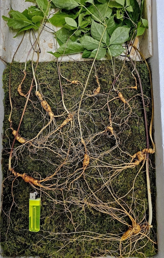 Wild ginseng roots found in the mountains of Suncheon, South Jeolla Province, reportedly valued at $52,000 (Korean Traditional Simmani Association)