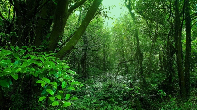 Hwansang Forest Gotjawal Park (Hwansang Forest Gotjawal Park)