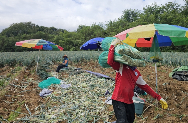 Foreign workers are seen working at the farm in Gangwon Province on Wednesday. (Yonhap)