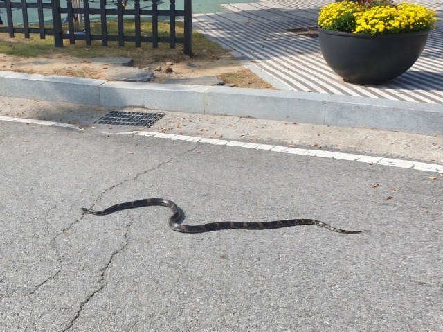 A snake spotted outside the Gyeonggi Provincial Government's northern office. (Yonhap)