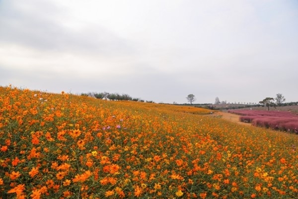 Yellow cosmos field at Anseong Farmland (Anseong Farmland)