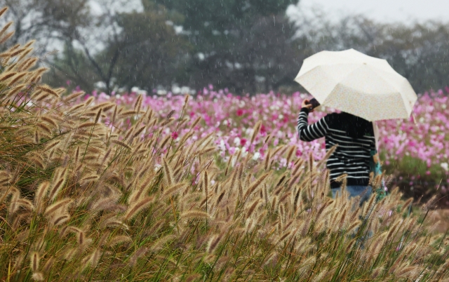 A pedestrian walks through fountain grass at Gaetgol Ecological Park in Siheung, Gyeonggi Province during rainfall on Friday. (Yonhap)