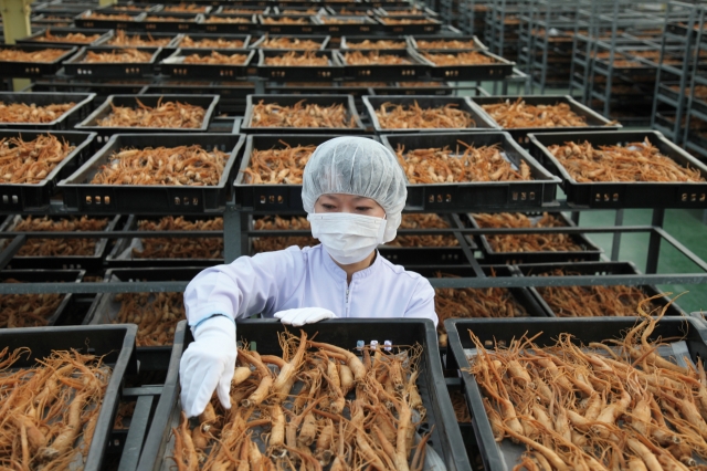 Harvested ginseng being naturally dried at Korea Ginseng Corp.'s production facility in Wonju, Gangwon Province (KGC)