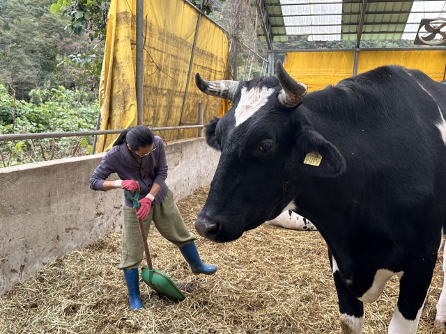 Choo Hyeon-uk, an animal rights activist at Animal Liberation Wave, who is referred to as the “Flower Cows' father,” cleans the Flower Cows’ shelter in Sinwol-ri, Inje-gun, Gangwon Province. (Lee Jung-joo/The Korea Herald)