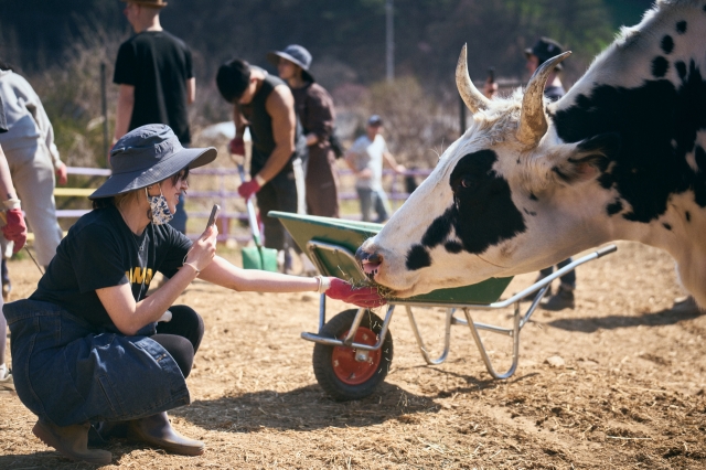 A volunteer pets Maemil, one of the five Flower Cows being raised in New Moon Village, Sinwol-ri, during a public event hosted by the village. (Animal Liberation Wave)