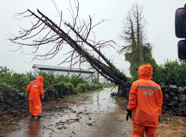 Firefighters are taking safety measures after a tree fell in a village in Seogwipo-si, Jeju due to heavy rainfall on Friday. (Yonhap)