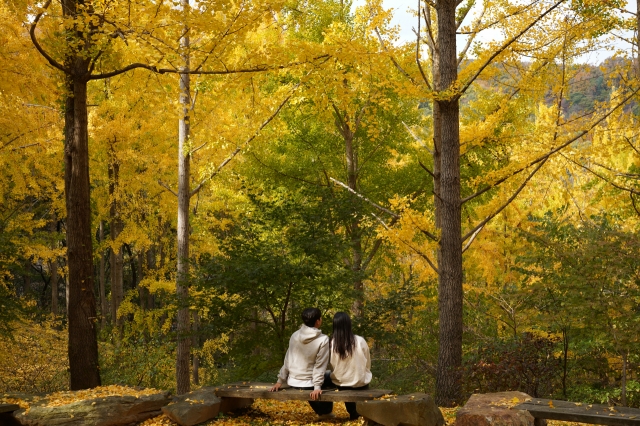 A couple enjoys colorful fall foliage at Everland’s For Rest in Yongin, Gyeonggi Province on Tuesday. (Lee Si-jin/The Korea Herald)