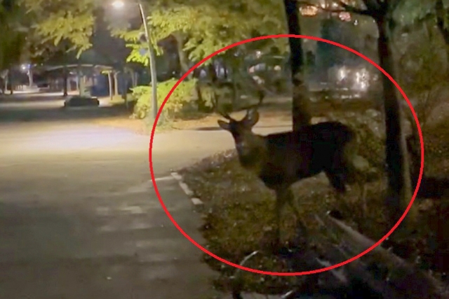 A deer is spotted at Gwanggyo Lake Park in Suwon, Gyeonggi Province on Wednesday, the same day two people were attacked in separate incidents. (Yonhap)