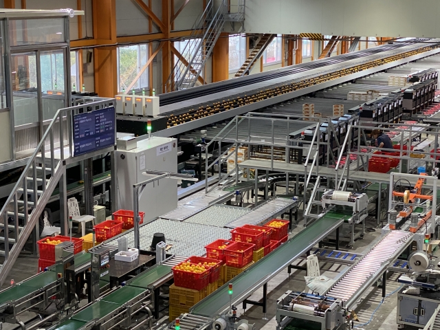 Harvested mandarins are sorted and undergo quality checks at the Namwon Agricultural Product Center. (Hwang Joo-young/The Korea Herald)