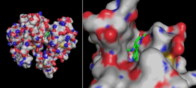 A 3D-modeled visualization of a compound illustrates the molecular structure and interactions of Daewoong's new drug candidate for oral obesity treatment. (Daewoong Pharmaceutical)