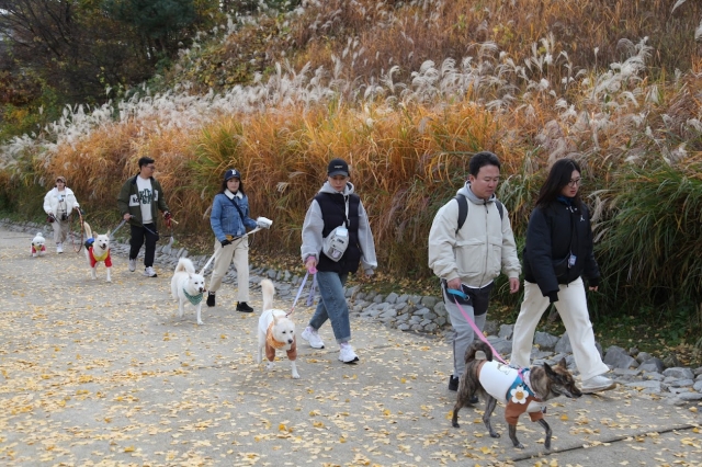 Participants and their Jindo dogs take part in the 