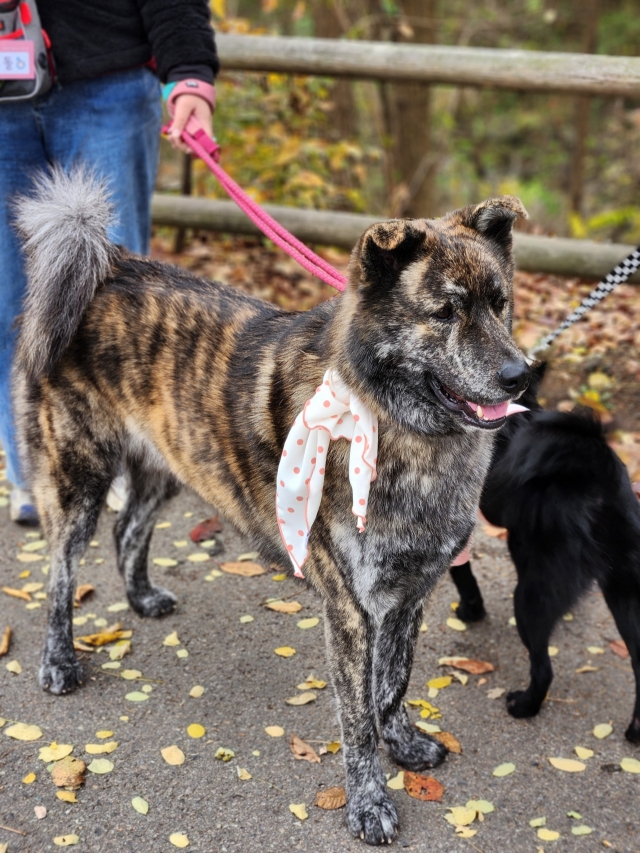 The tiger-striped Jindo named Kang Su-ho (Song Seung-hyun/The Korea Herald)