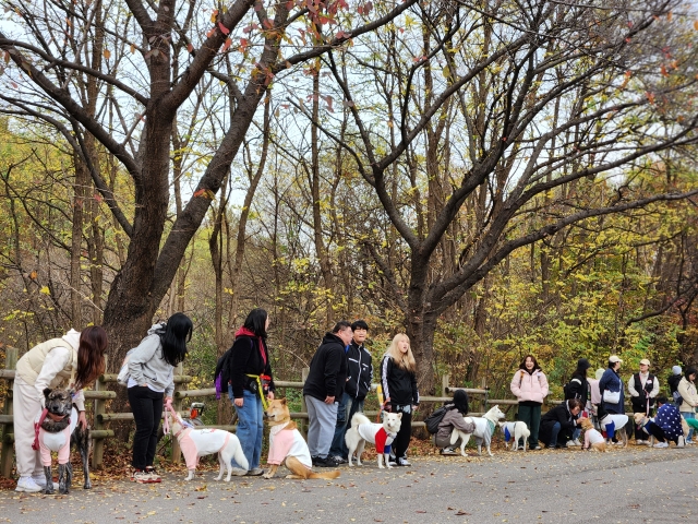 Although most of the dogs at Sunday’s parade were white, all six recognized Jindo coat colors — white, red fawn, wolf gray, black, black and tan, and brindled — were represented. (Song Seung-hyun/The Korea Herald)