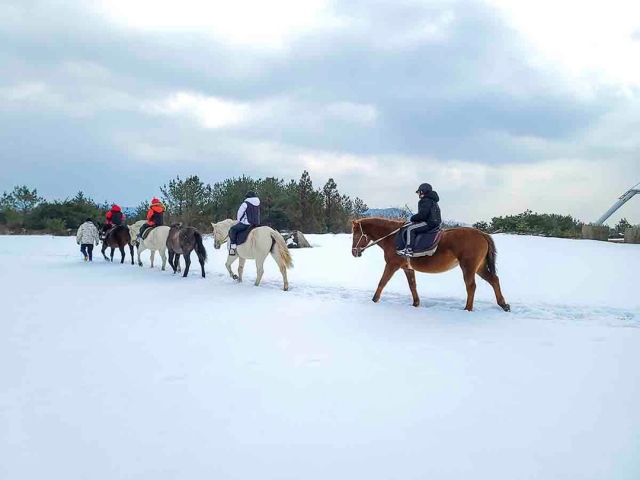 Visitors enjoy horseback riding at Jeju Horse Park in Seogwipo, southern Jeju Island. (Jeju Tourism Organization)