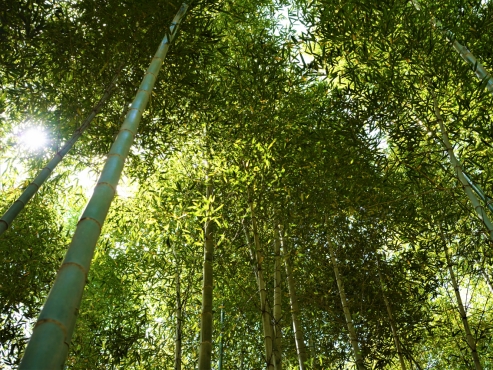  Bask in Damyang’s nature with bamboo forest bathing