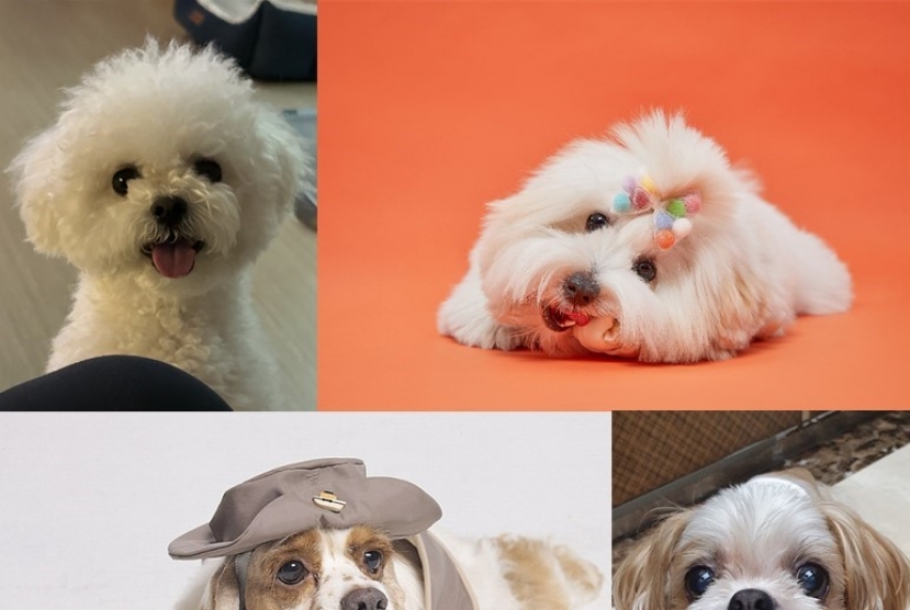 Behind the making and marketing of ‘trendy’ dog breeds