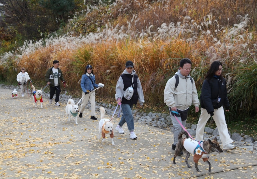 German shepherds and French poodles... What about Korean Jindo?