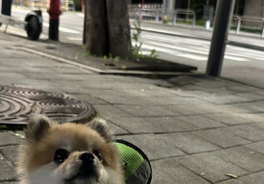 Doggy patrol team on the move to protect their cities