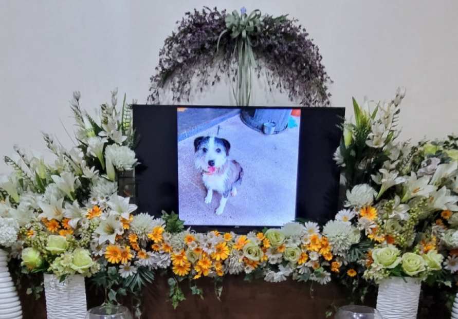 [Newsmaker] Hero dog’s death reignites debates on animal cruelty