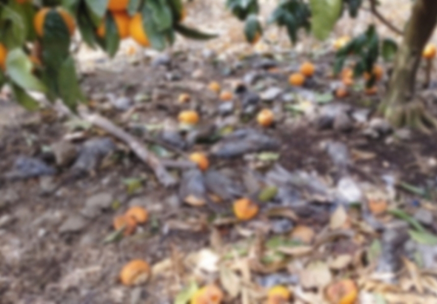 Jeju tangerine orchard owner arrested for intentionally poisoning birds