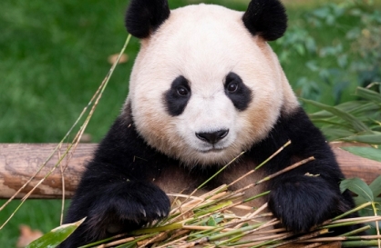 Petition reemerges for return of Fu Bao the panda