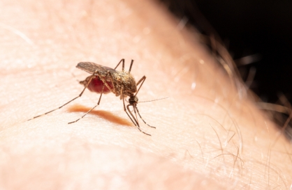 No. of mosquitoes unusually high in June