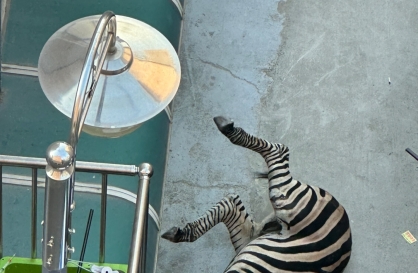 Video reveals escaped zebra in Seoul lost parents